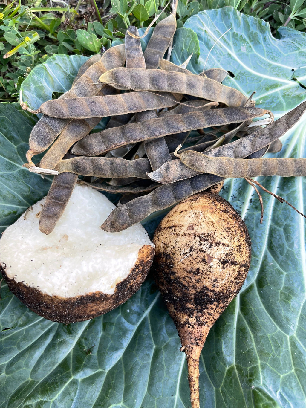Jicama Seeds: Non-GMO, Open-Pollinated Pachyrhizus Erosus