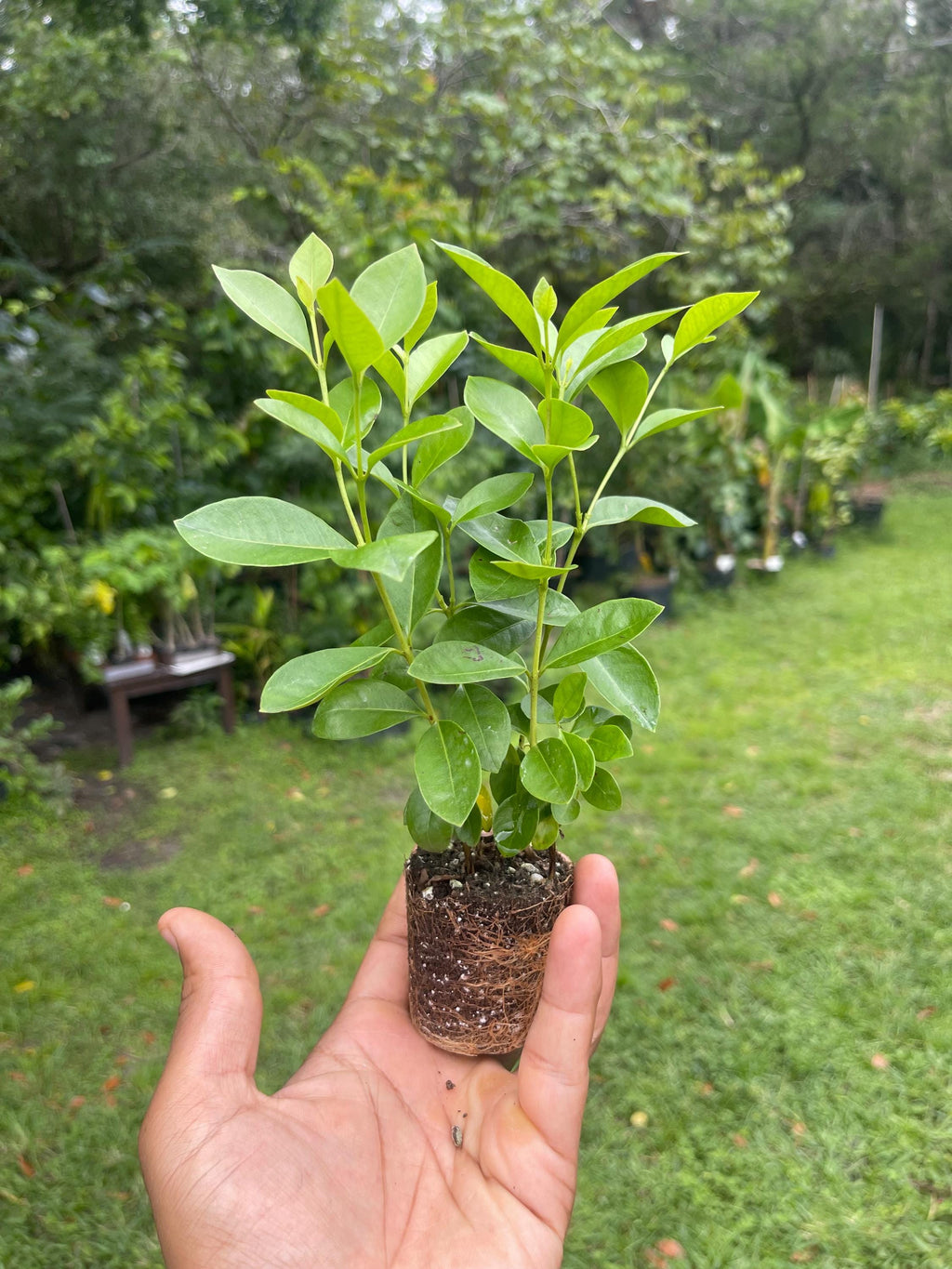 Live Strawberry Guava Tree: Rare Tropical Fruit Plant