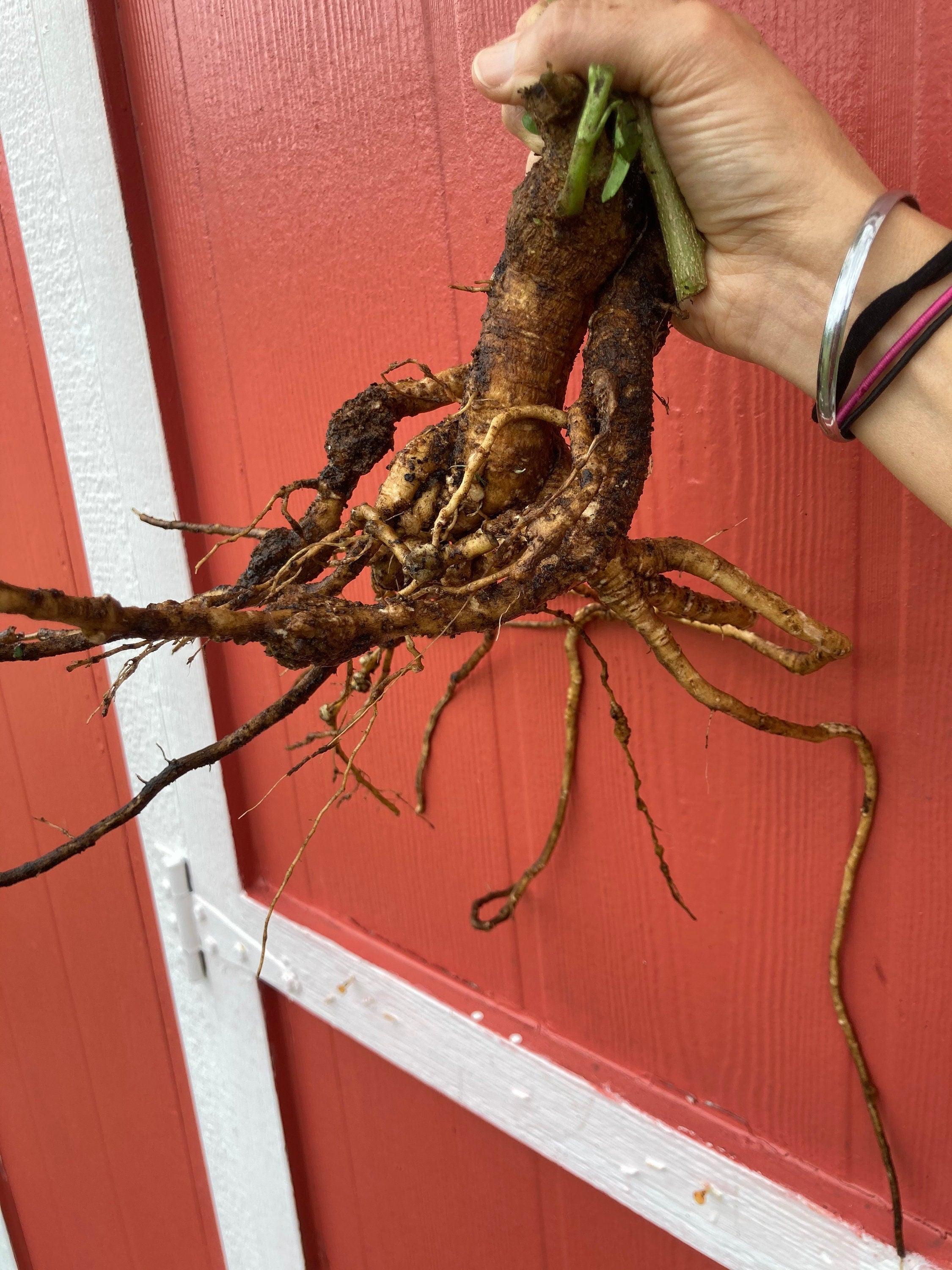 Ashwagandha seeds (Withania somnifera)