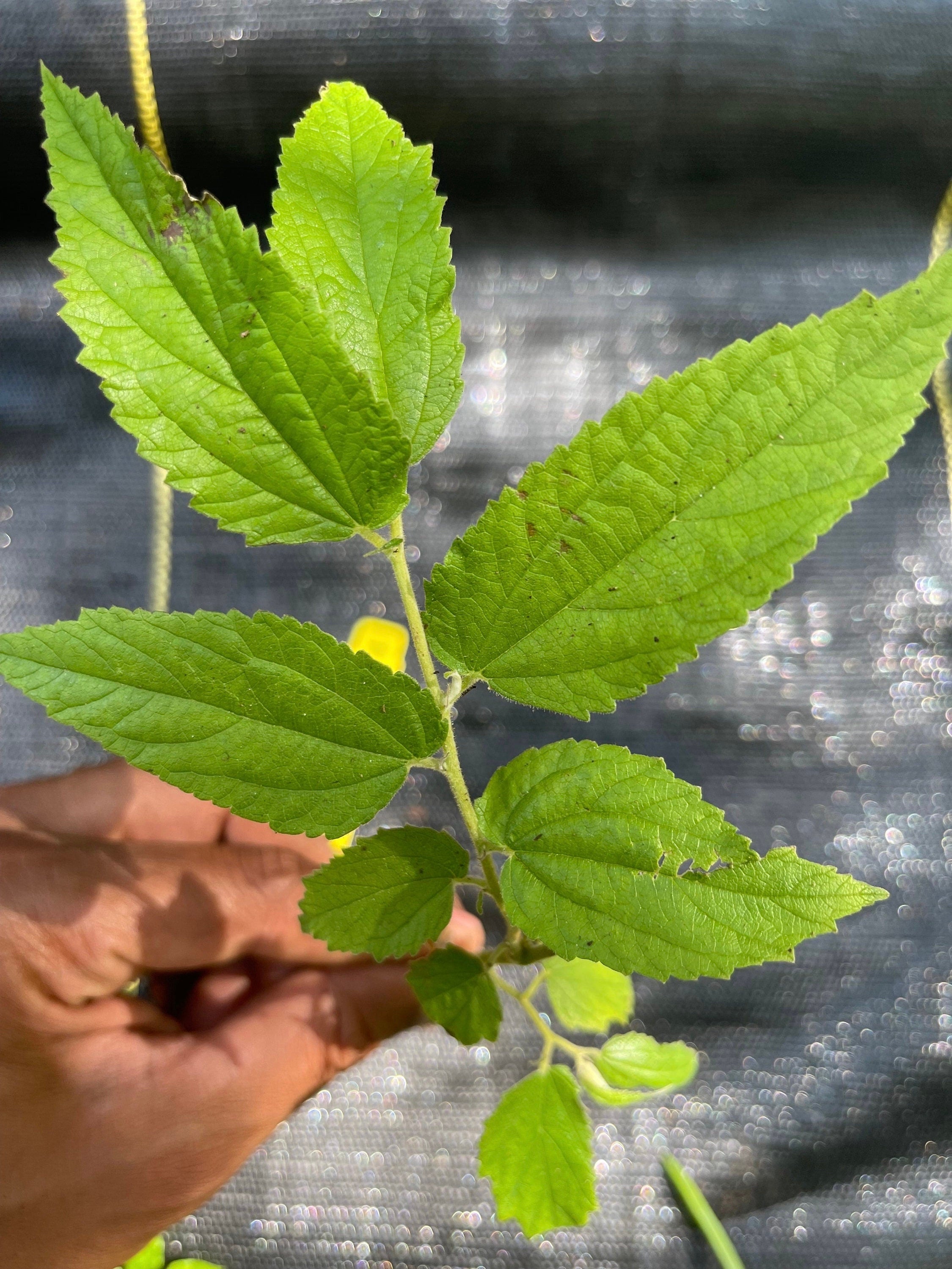 Strawberry Tree, Yellow (Muntingia calabura) - Cotton Candy Berry