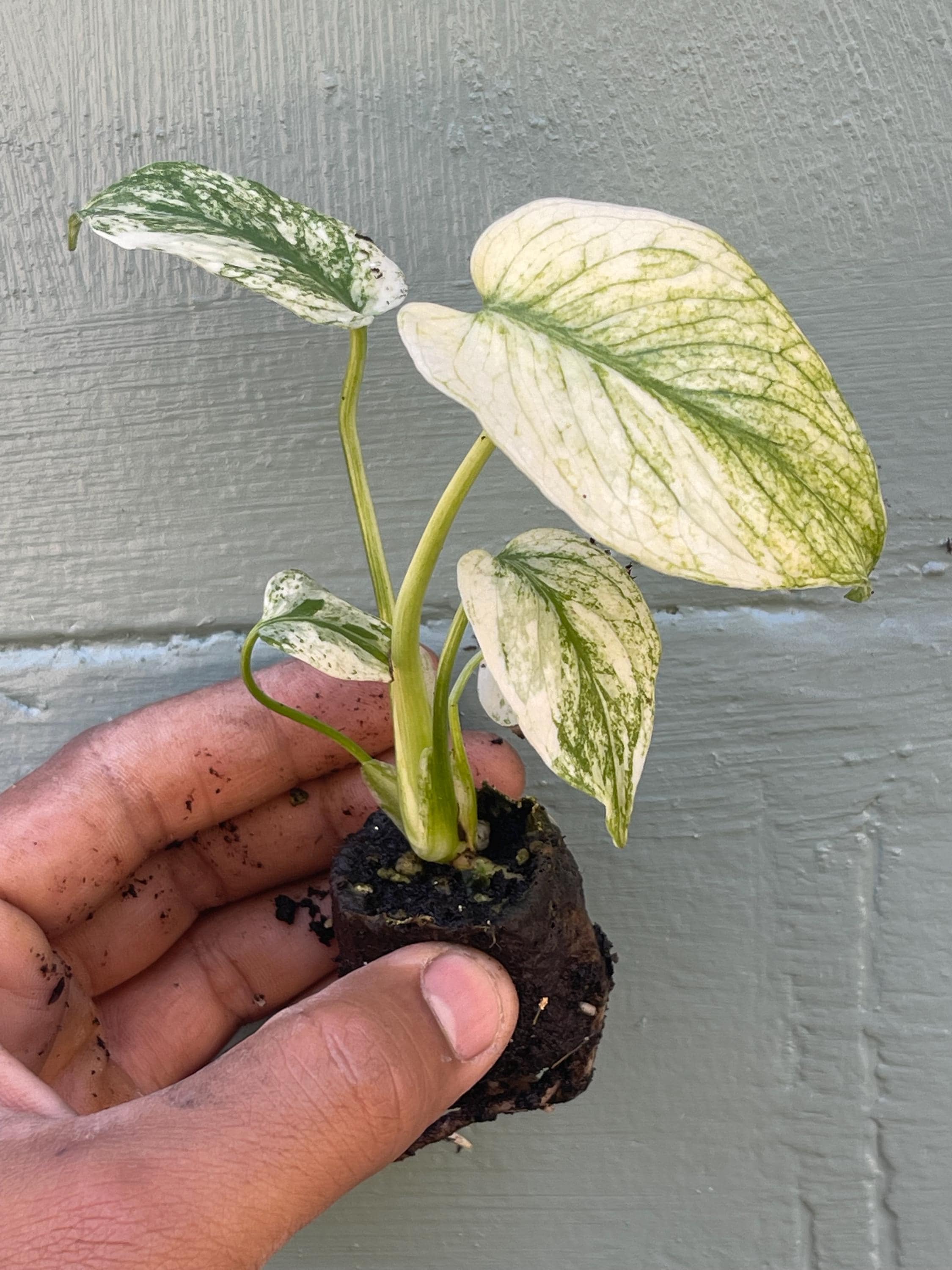 Rare Monstera Mint Variegated Live Plant | Collector plant | Unique Green & Mint Variegation