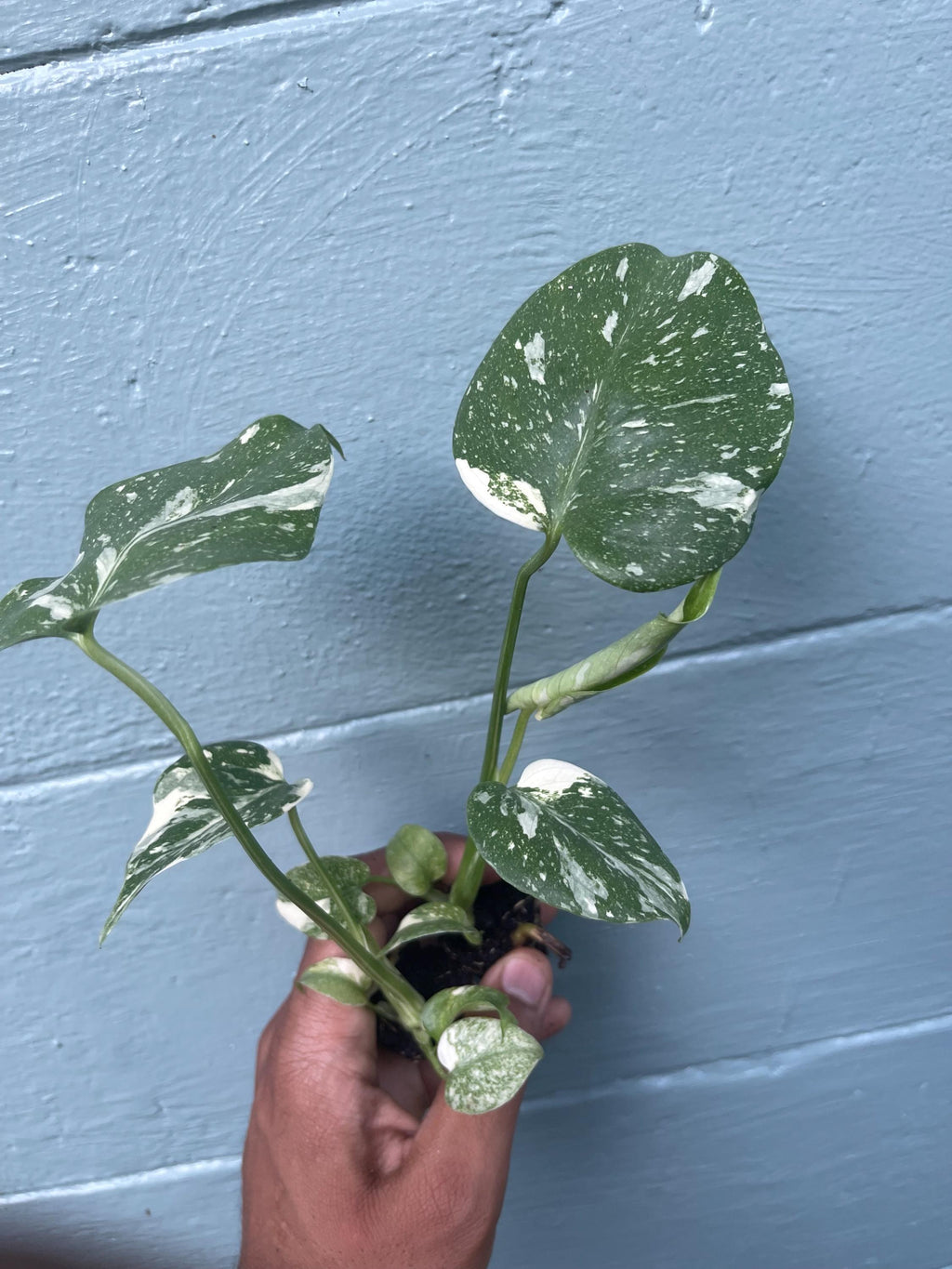 Monstera Thai Constellation Variegated Monstera Rare Aroid Live Indoor Tropical Plant Houseplant
