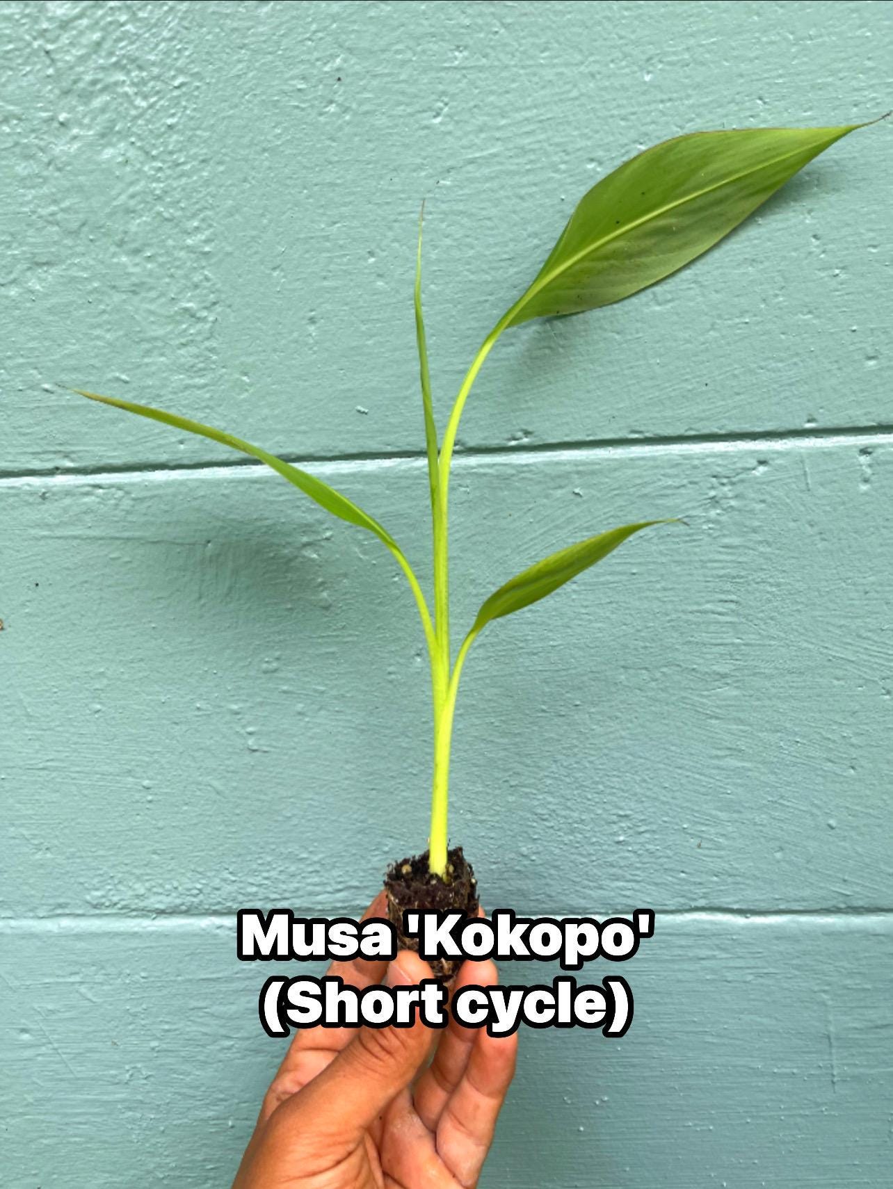 Musa Kokopo Banana Plant - Short Cycle Variety