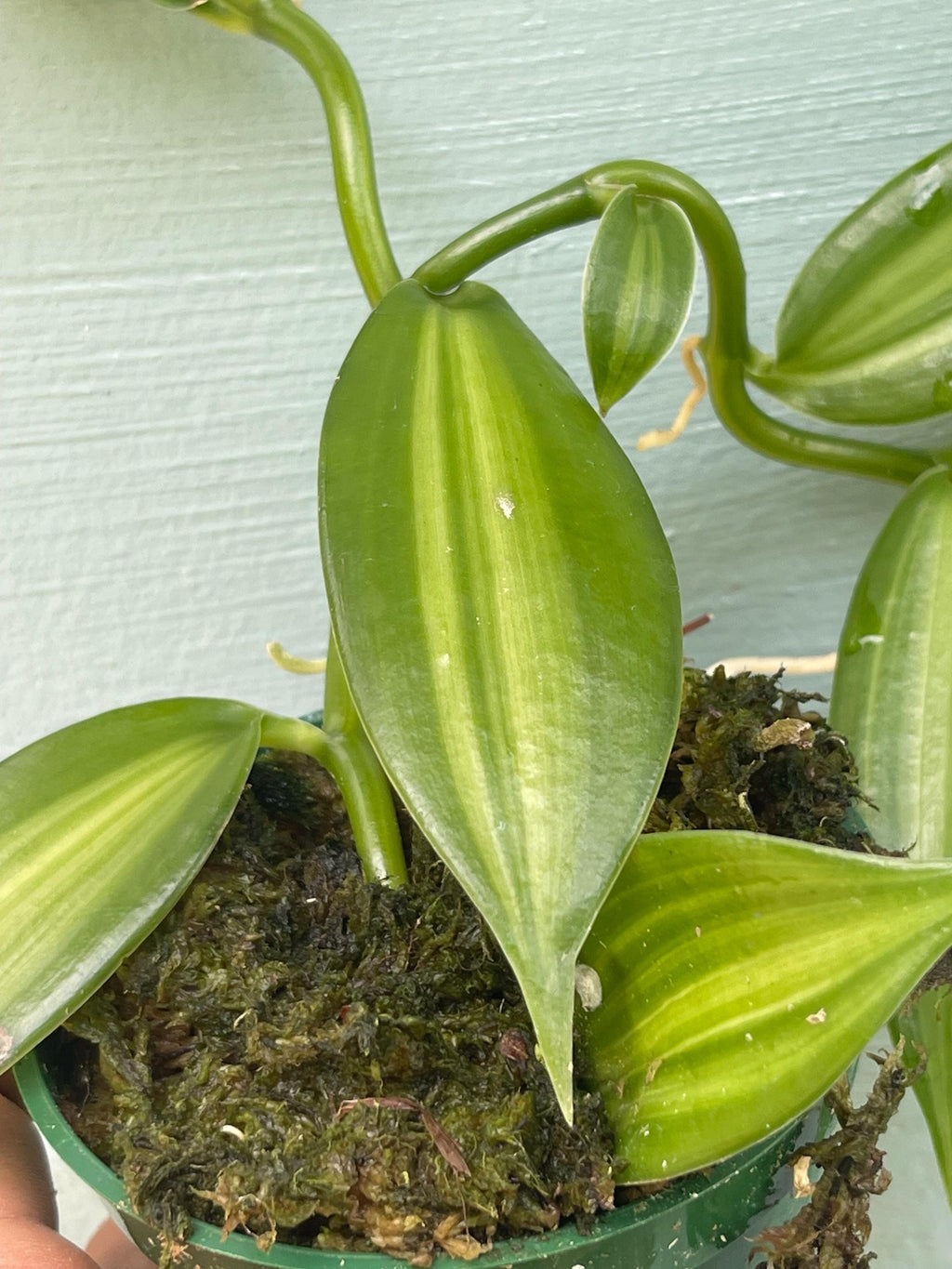 Live Vanilla Bean Orchid Plant: Fragrant Tropical Vanilla Planifolia