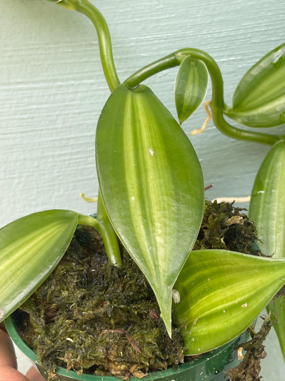 Live Vanilla Bean Orchid Plant: Fragrant Tropical Vanilla Planifolia