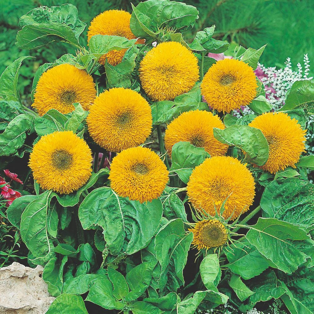 Dwarf Teddy Bear Sunflower Seeds: Easy Grow, Container Garden