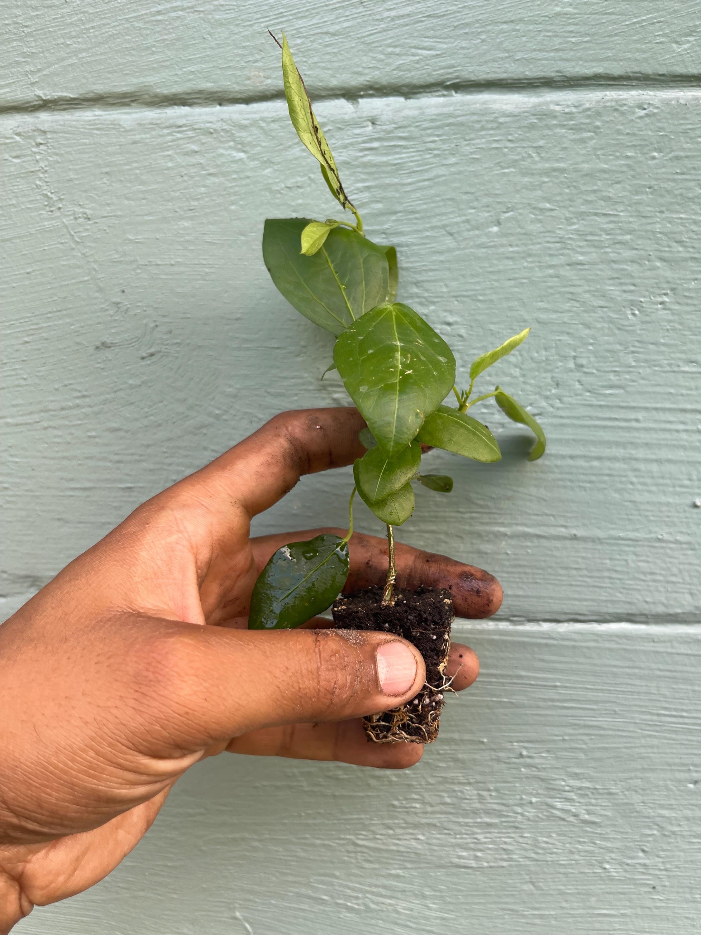 Corkystem Passionflower (Passiflora suberosa) – 2” Plug Plant – Native Butterfly Host Vine