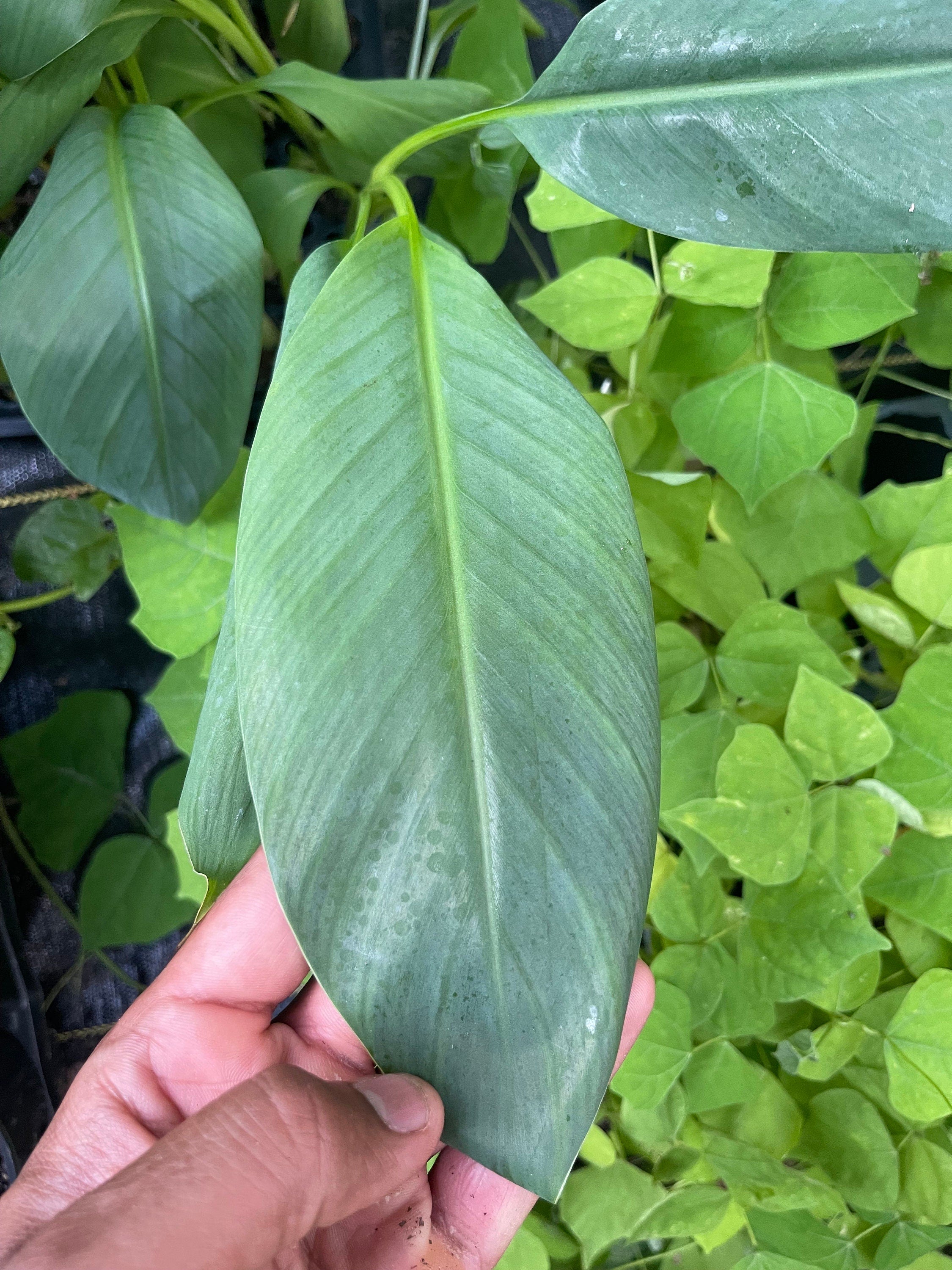 Banana Lacatan Plant | Rare Musa Hybrid, Tropical Fruit Tree Seedling