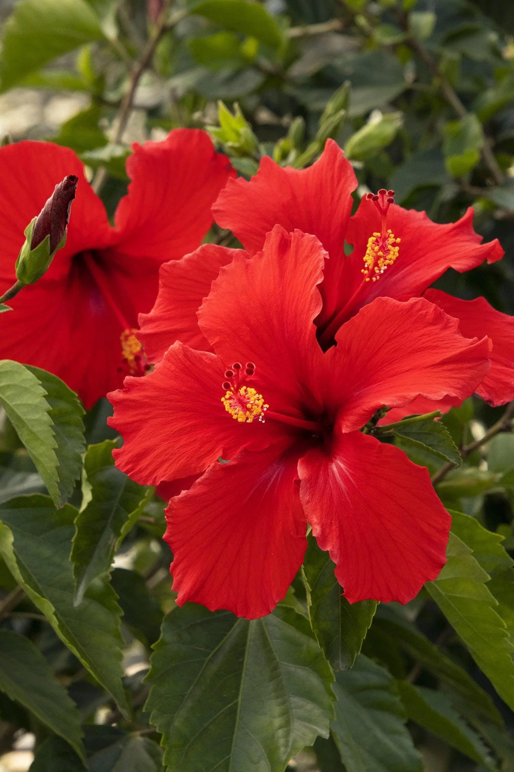 Brilliant Red Hibiscus Plant – 4” Pot | Tropical Red Blooming Shrub | Live Starter Plant