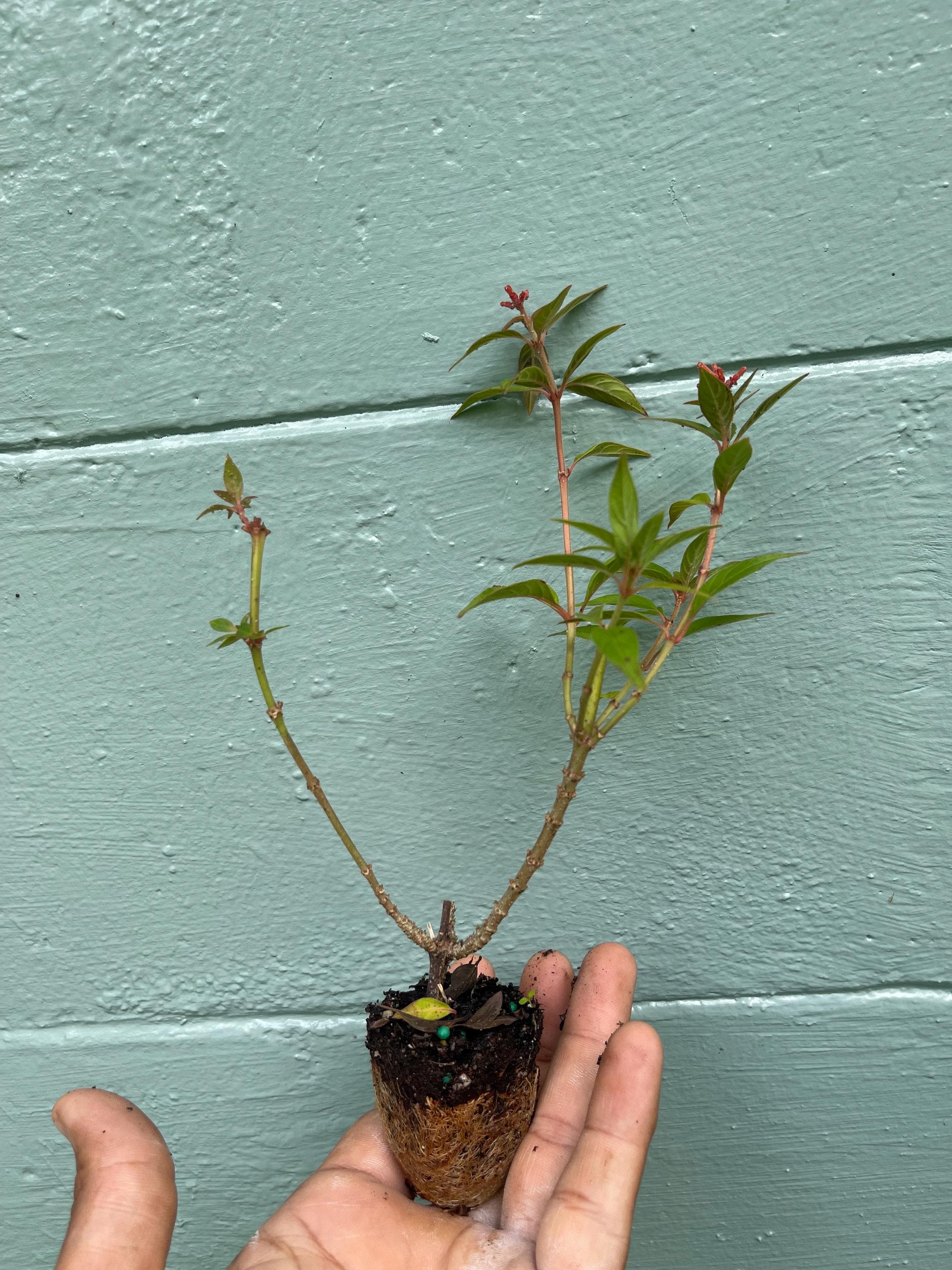 Dwarf Firefly Firebush Plant: Hummingbird & Butterfly Magnet - 2" Plug