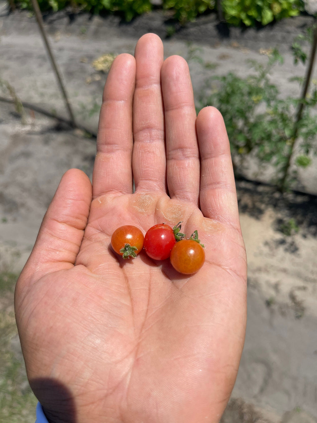 FL everglades tomato seeds