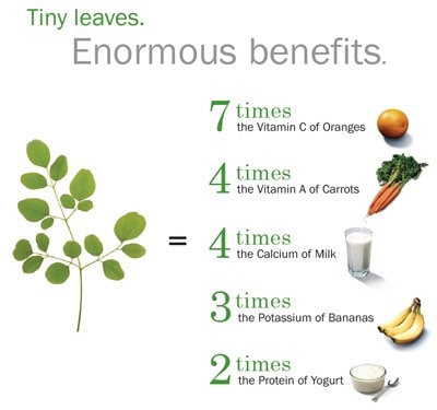 Moringa Seedling Plant for Garden & Health Benefits | Fast Growing Superfood Tree Starter Kit