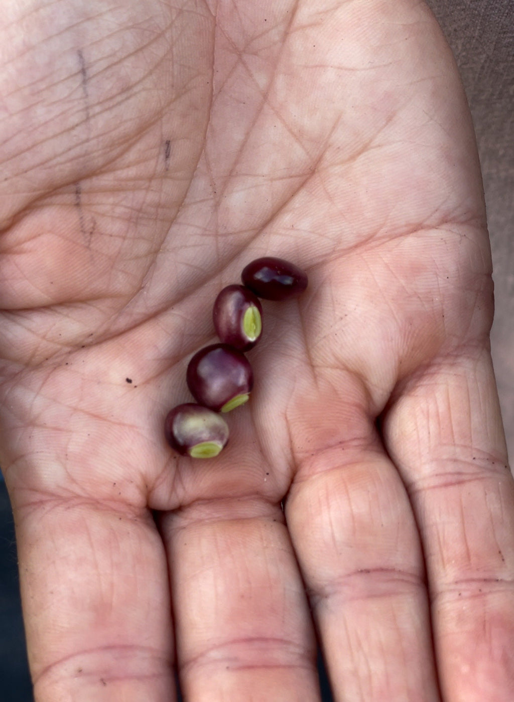 Pigeon peas seeds