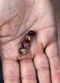 Pigeon peas seeds