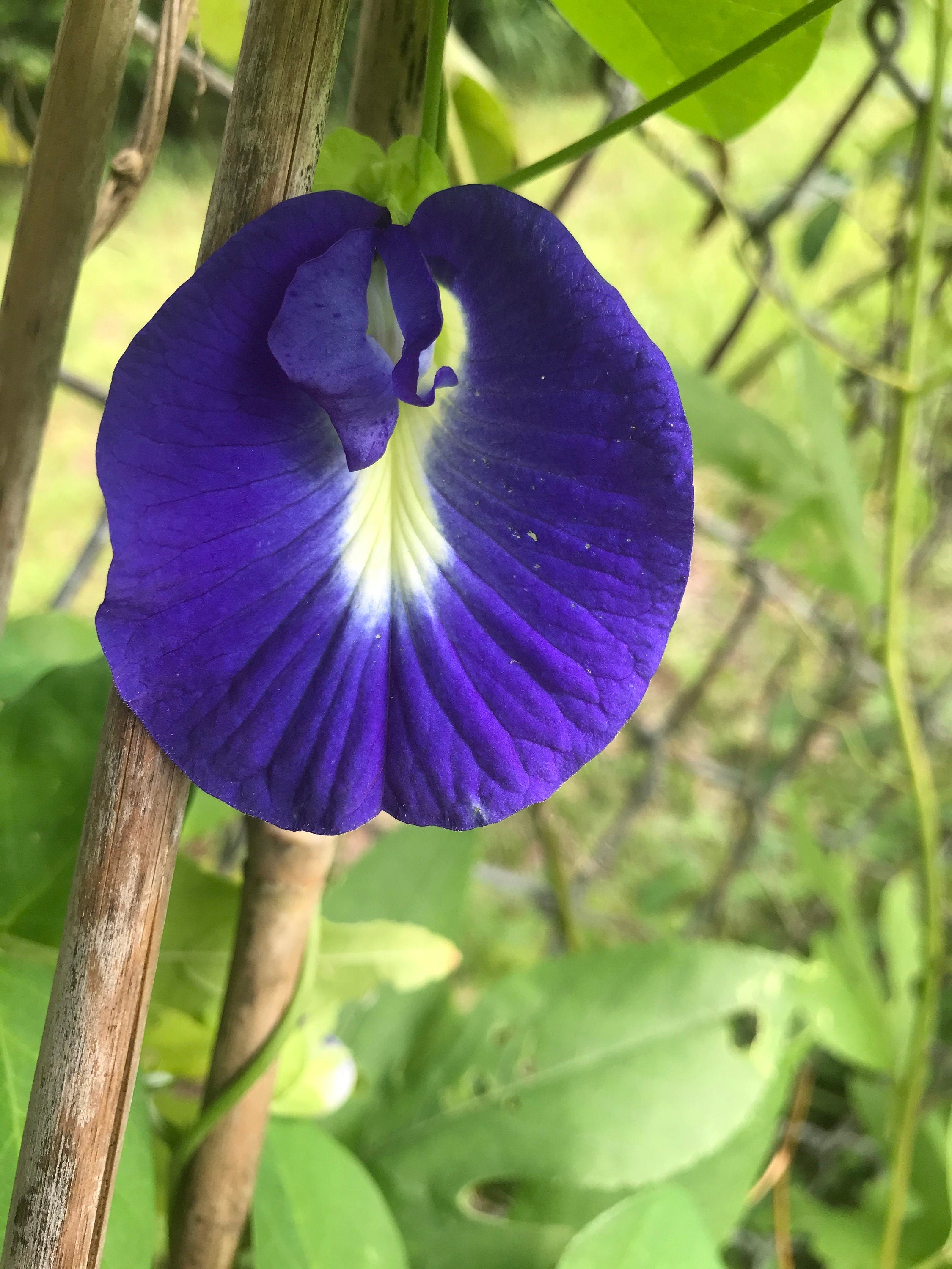 Butterfly pea flower seeds