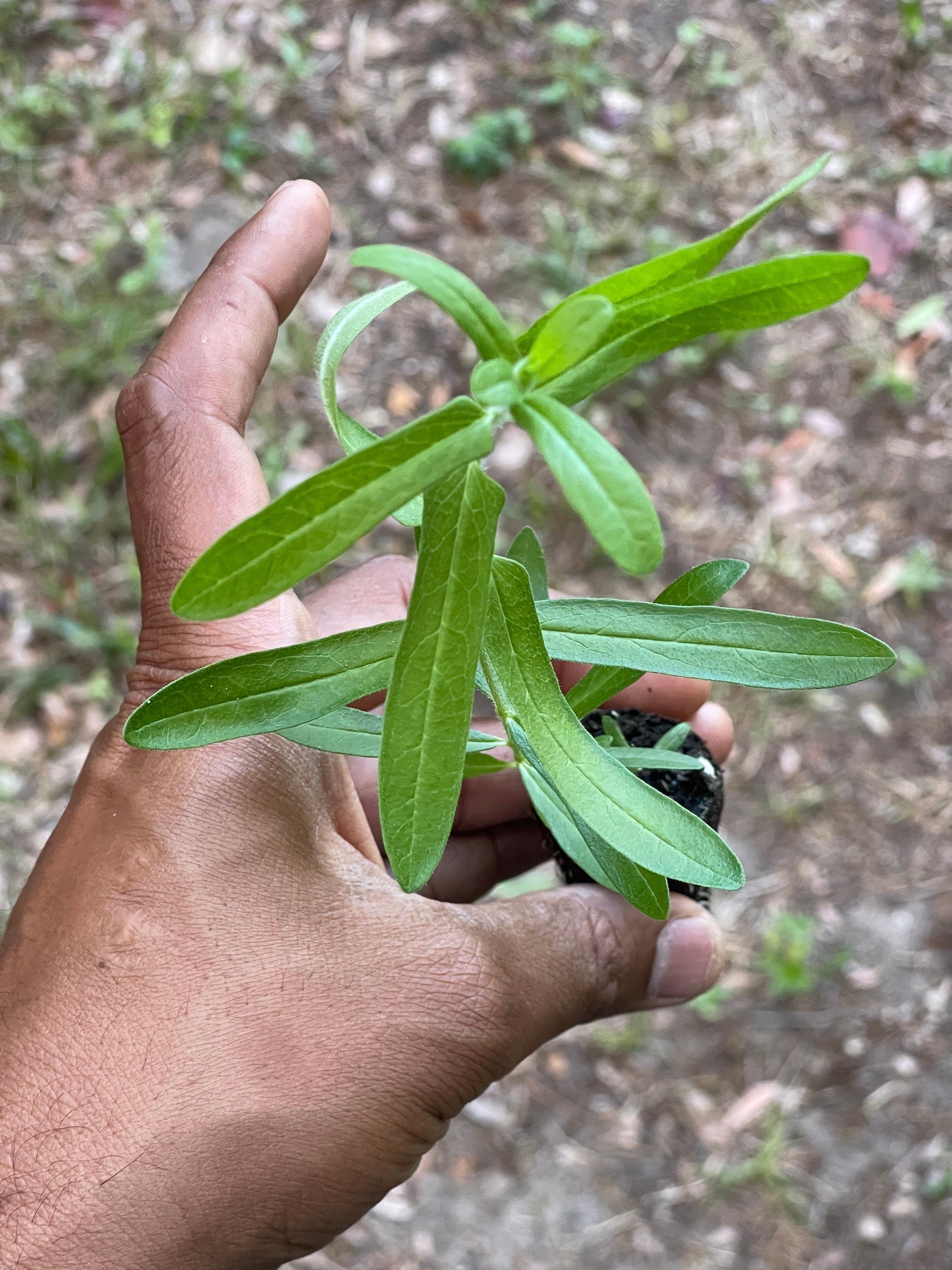 Butterfly Milkweed Plants (Asclepias Tuberosa) - Native Perennial for Pollinator Gardens, Bright Orange Flowers