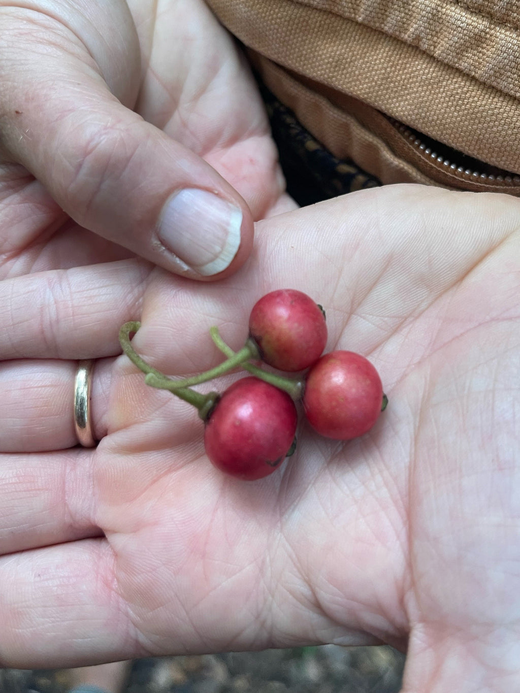 Strawberry Tree (Muntingia calabura) | Rare Edible Tropical Fruit Plant for Home Garden & Outdoor Delight