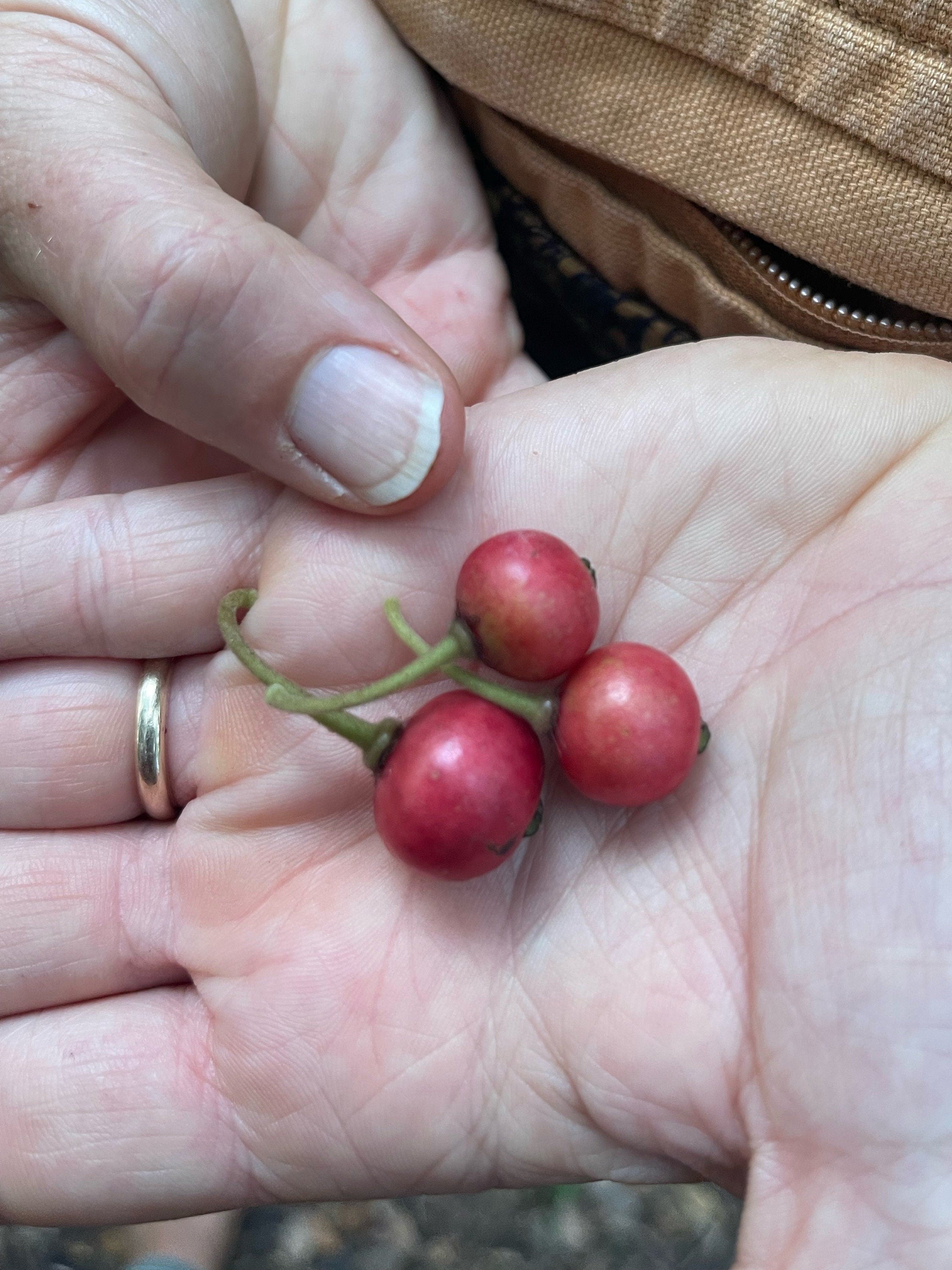 Strawberry Tree (Muntingia calabura) | Rare Edible Tropical Fruit Plant for Home Garden & Outdoor Delight