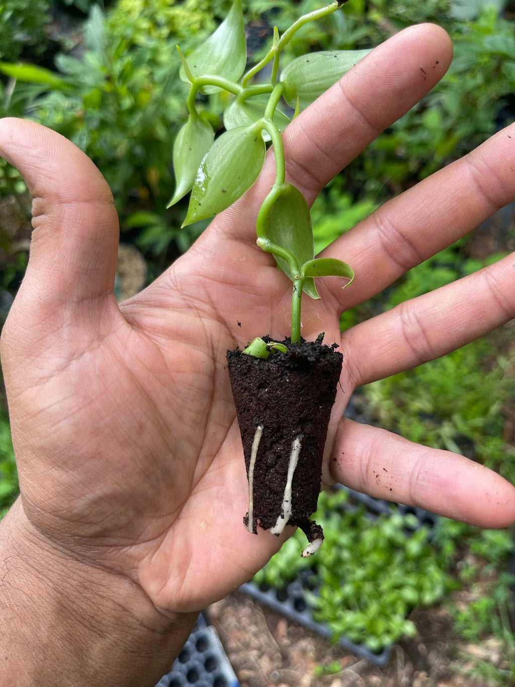 Live Vanilla Bean Orchid Plant: Fragrant Tropical Vanilla Planifolia