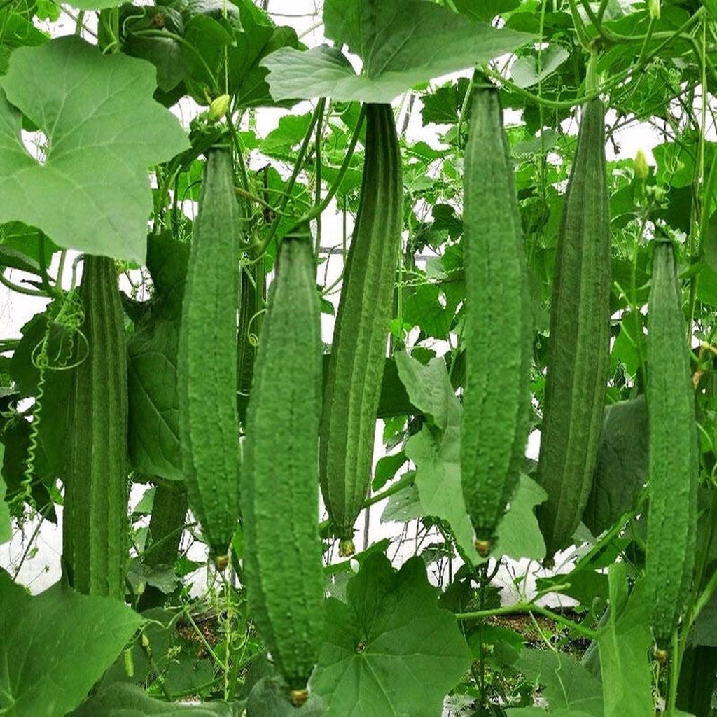 Luffa Seeds For Planting