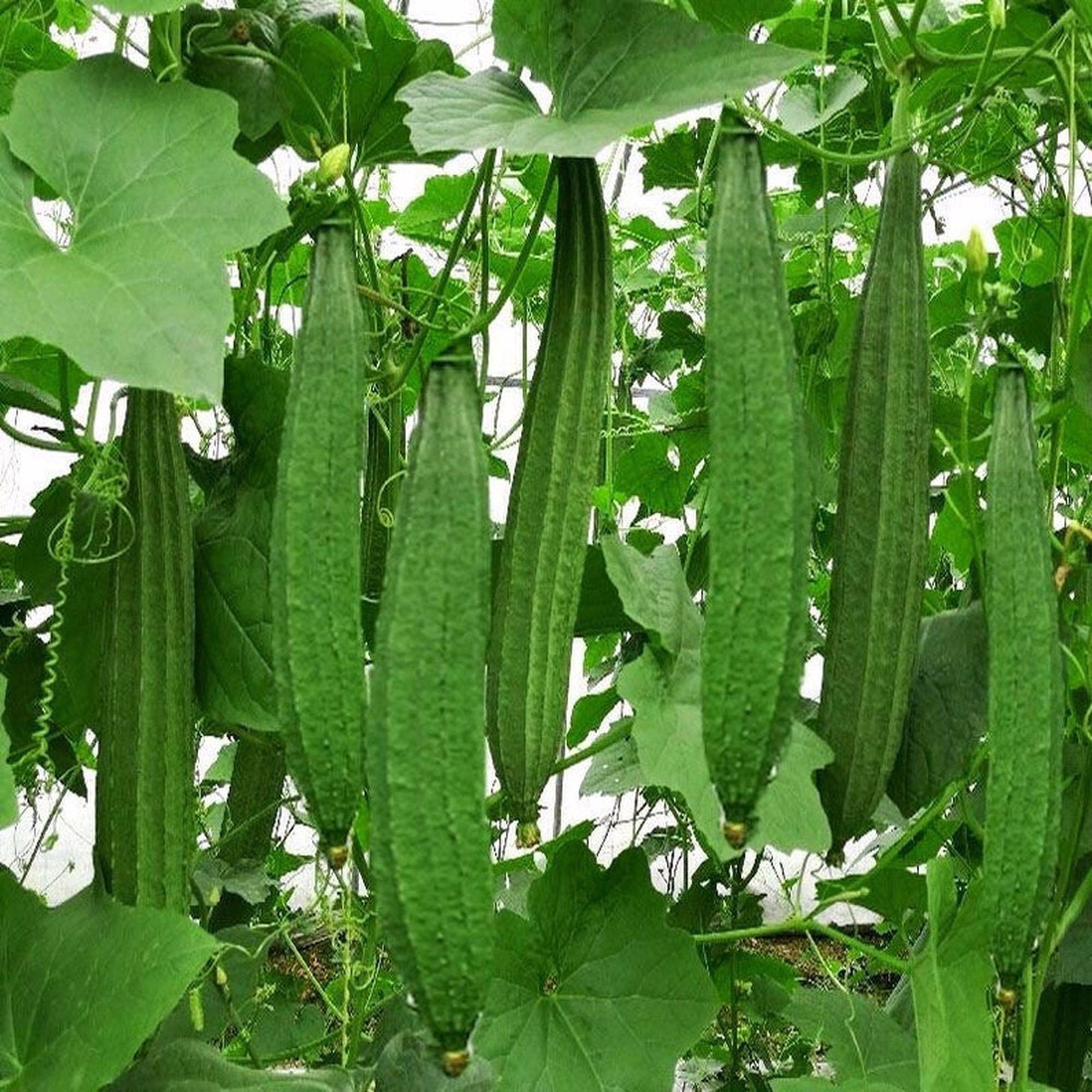 Luffa Seeds For Planting