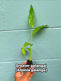 Galangal Plant: Fresh Thai Ginger