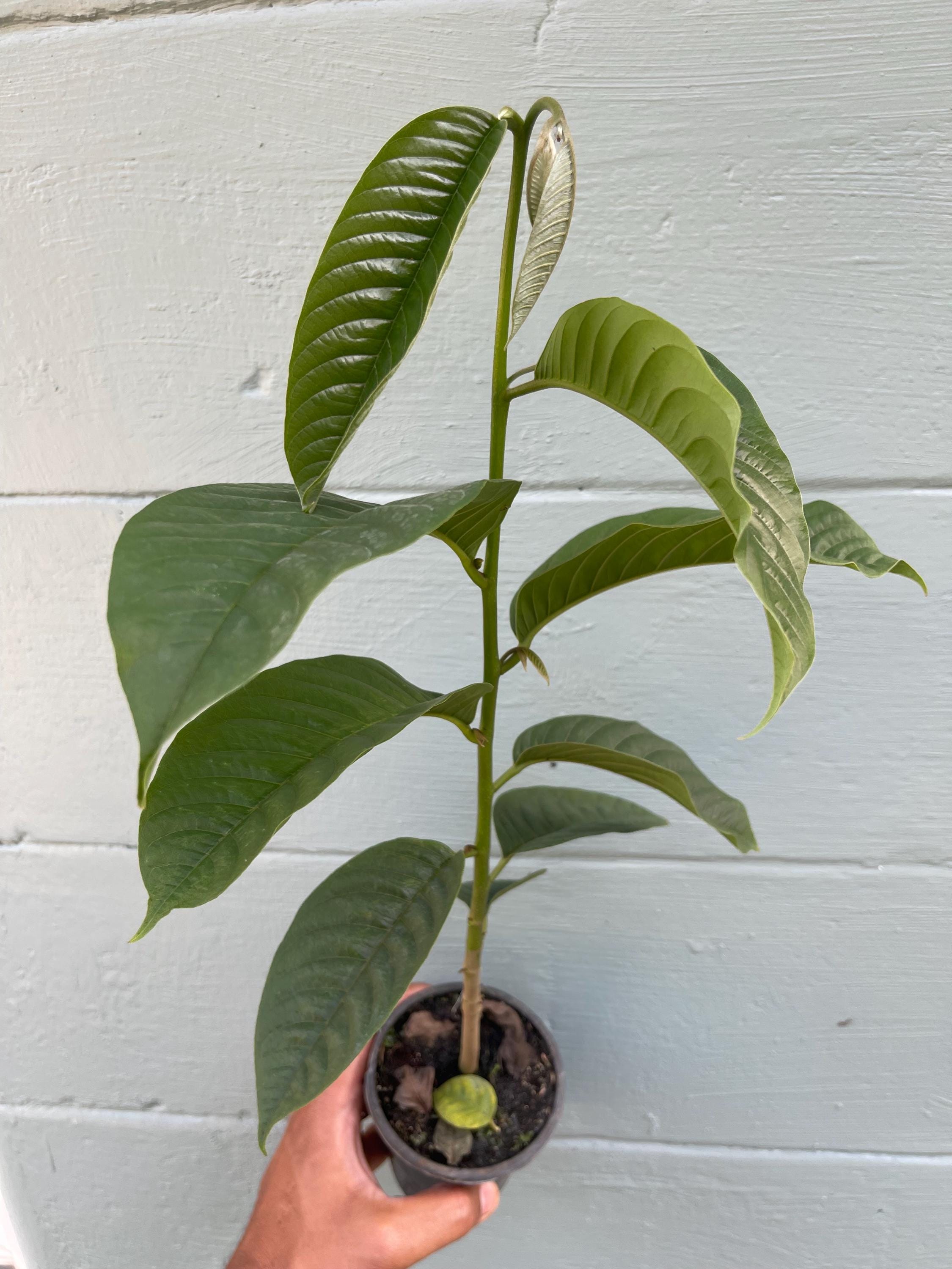 Live Rollinia Fruit Tree (Rollinia deliciosa) – Rare Tropical Plant, Biriba