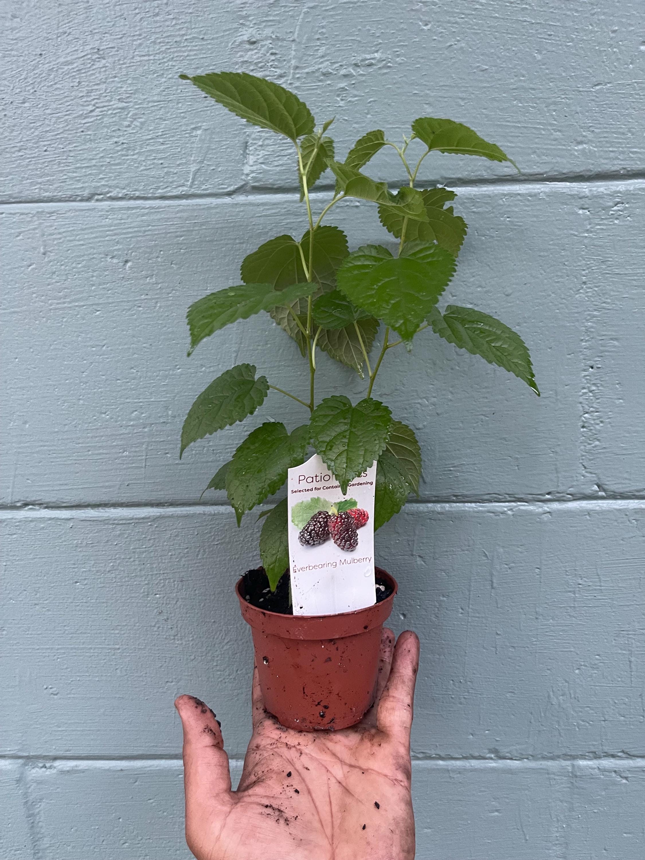Dwarf everbearing Mulberry plants