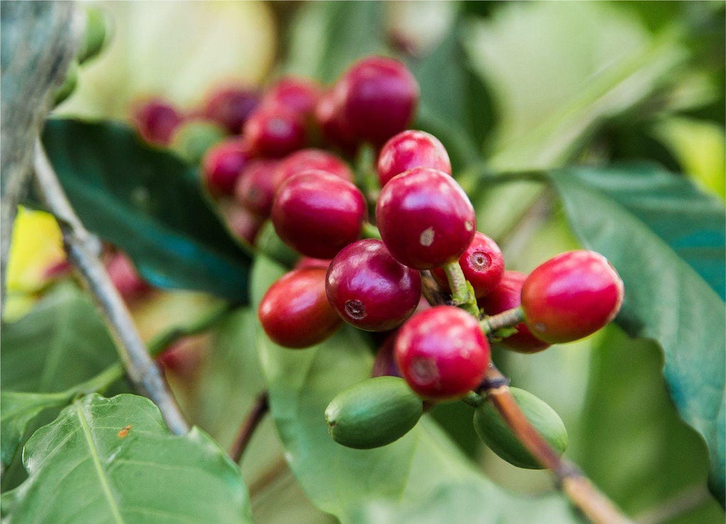 Coffea Arabica Coffee Plant: Live Indoor Houseplant, Easy Care