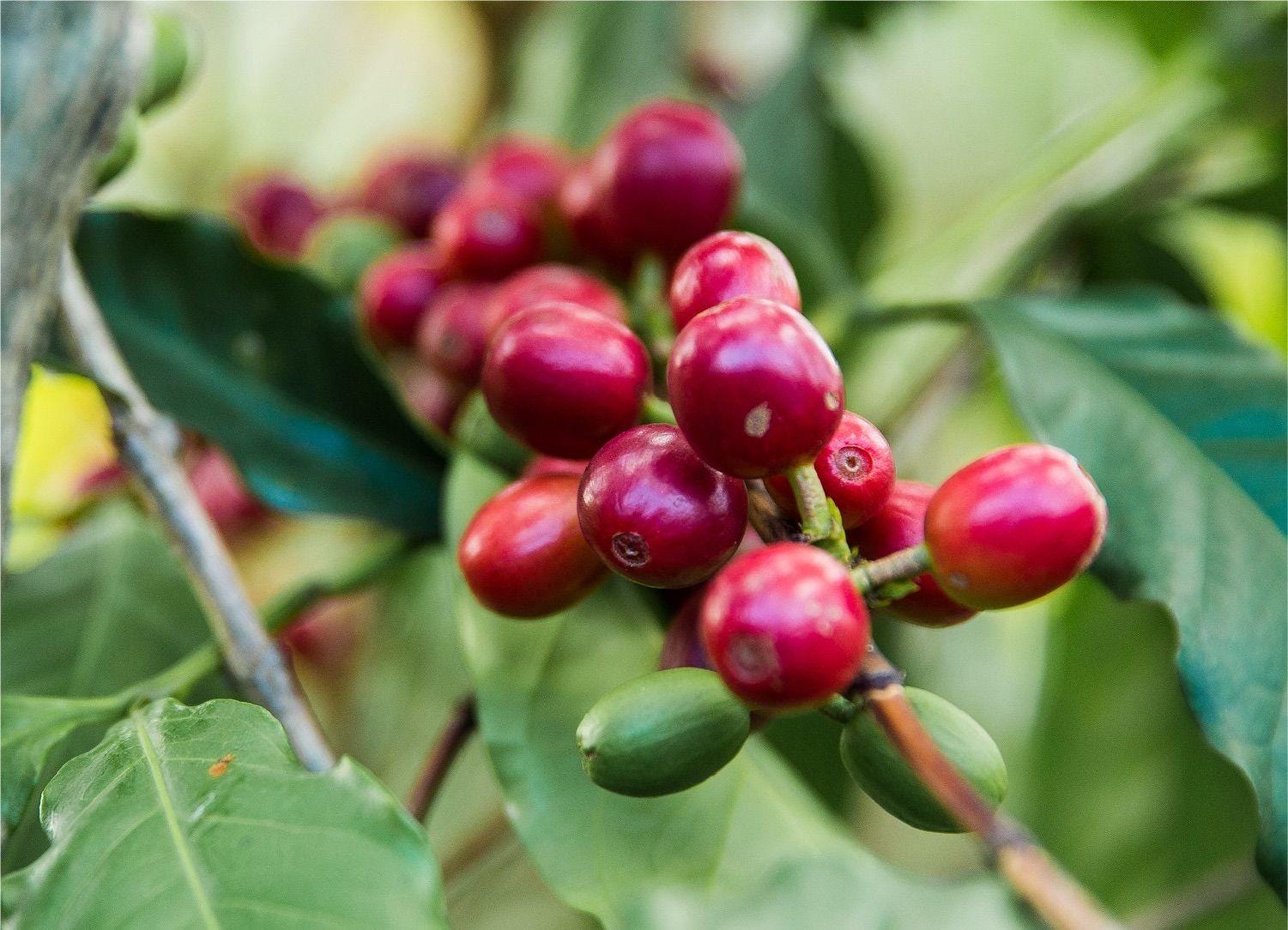Coffea Arabica Coffee Plant: Live Indoor Houseplant, Easy Care