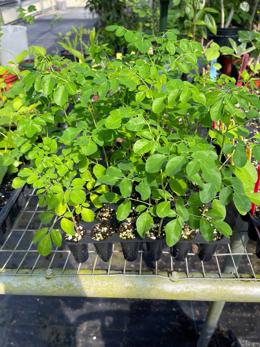 Moringa Seedling Plant for Garden & Health Benefits | Fast Growing Superfood Tree Starter Kit
