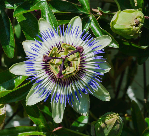 Blue Passionflower Plant – Passiflora caerulea | Hardy Passion Vine | Exotic Flowering Climber | Butterfly Host Plant