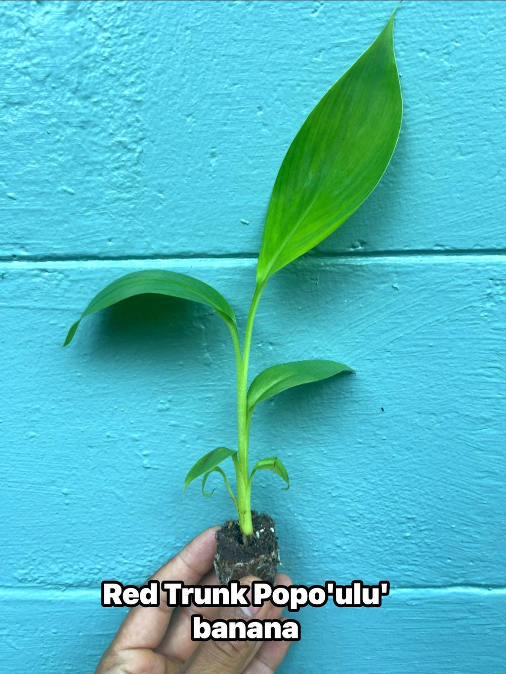 Red Trunk Popo‘ulu‘ Banana – Rare Polynesian Variety