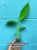 Red Trunk Popo‘ulu‘ Banana – Rare Polynesian Variety