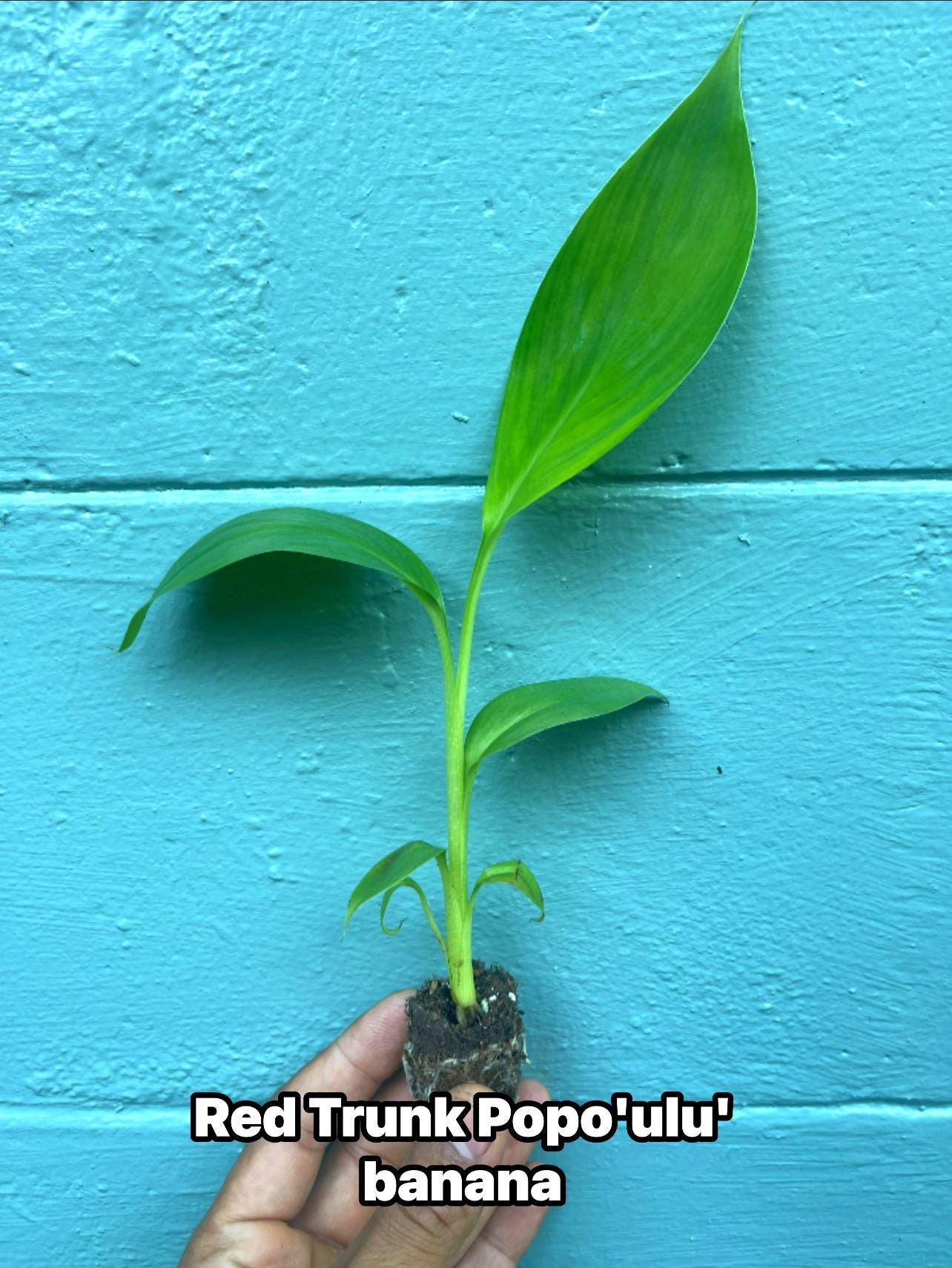 Red Trunk Popo‘ulu‘ Banana – Rare Polynesian Variety