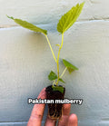 Pakistan Mulberry tree