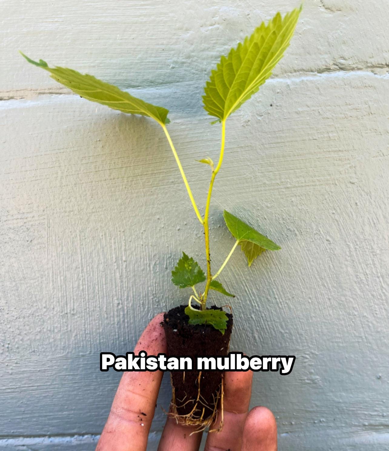 Pakistan Mulberry tree