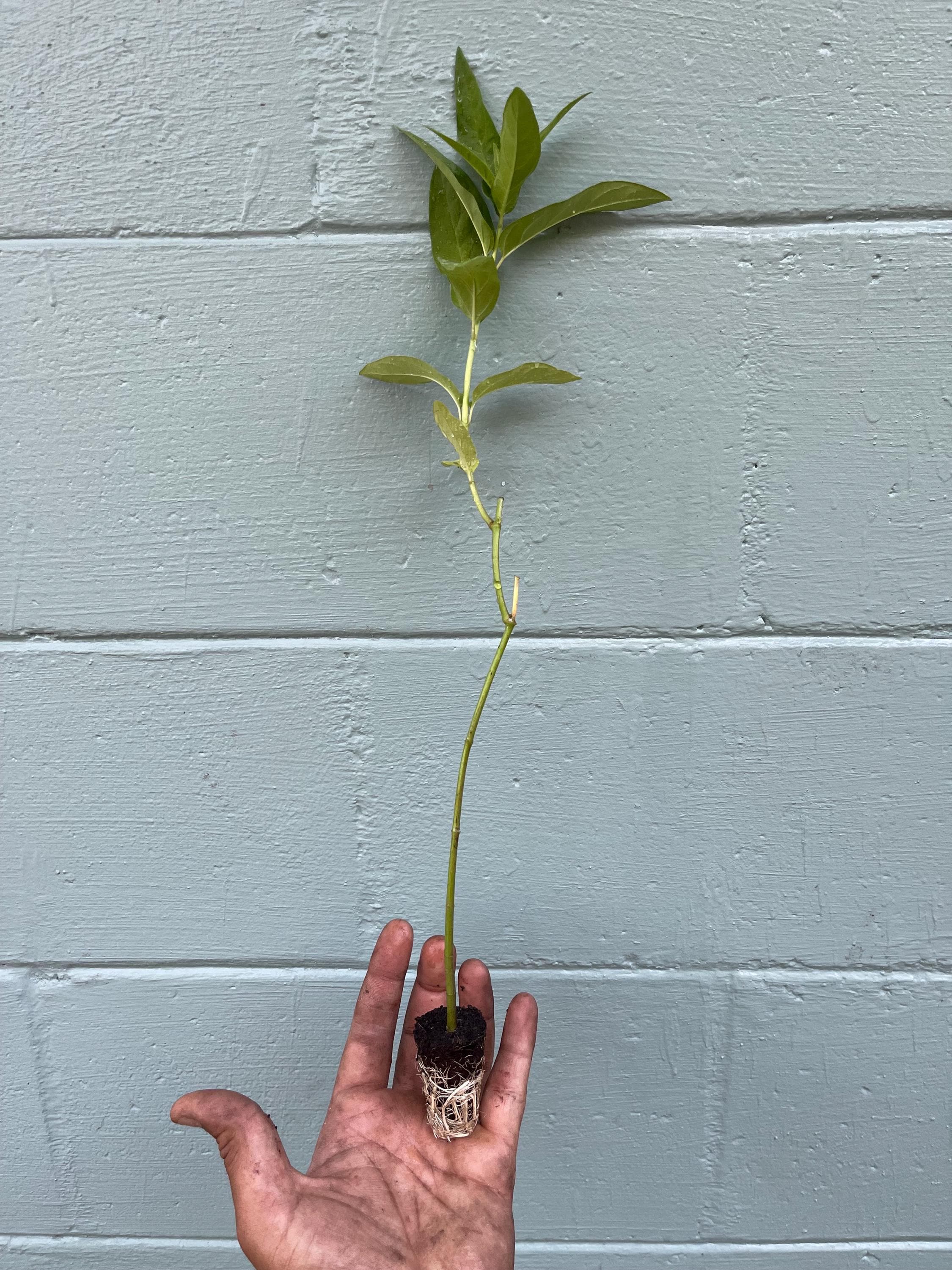 Swamp Milkweed (Asclepias incarnata) – Live Plant