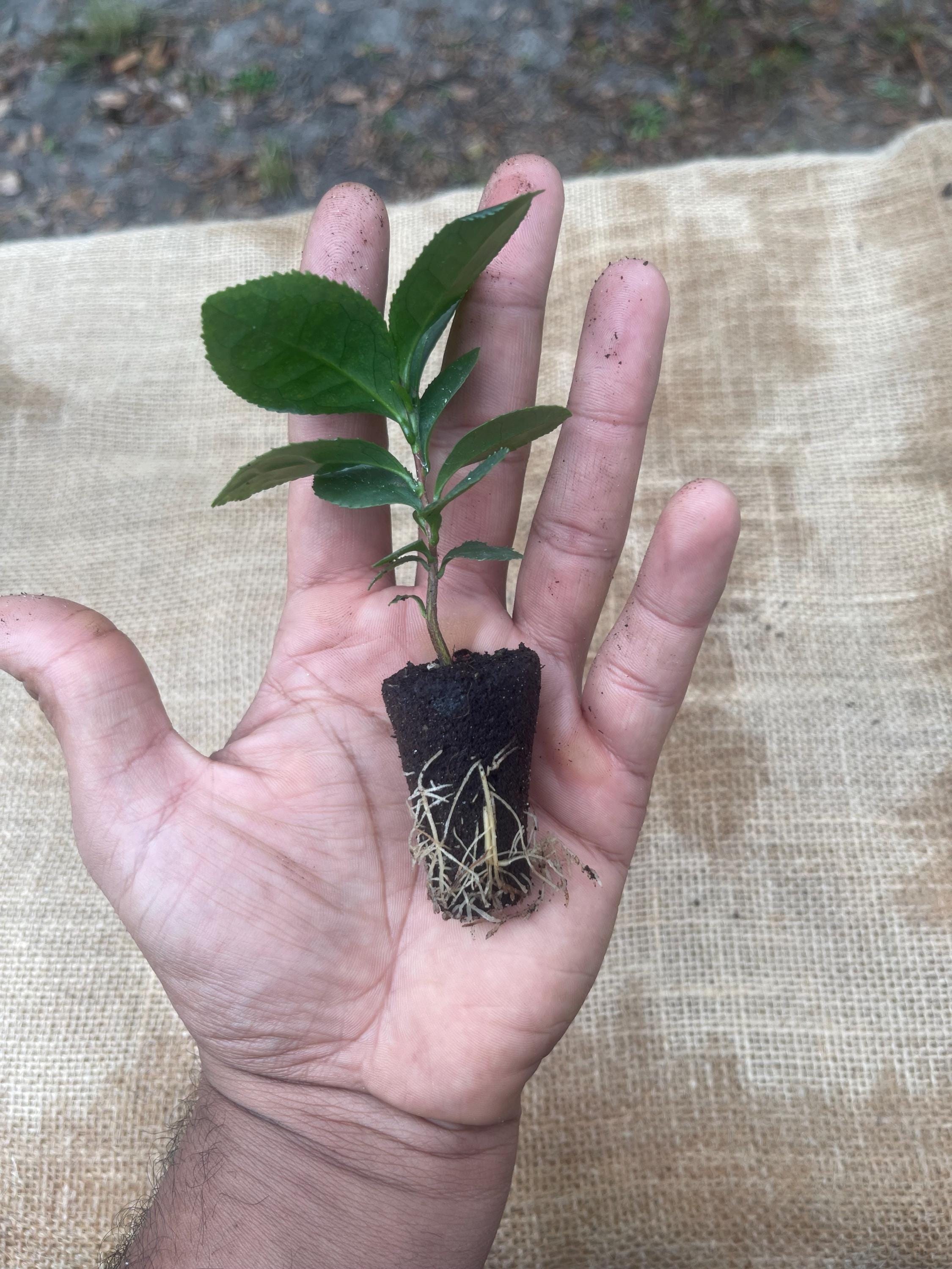 Camellia Sinensis Tea Plant: Live Herbal Tea Garden Gift