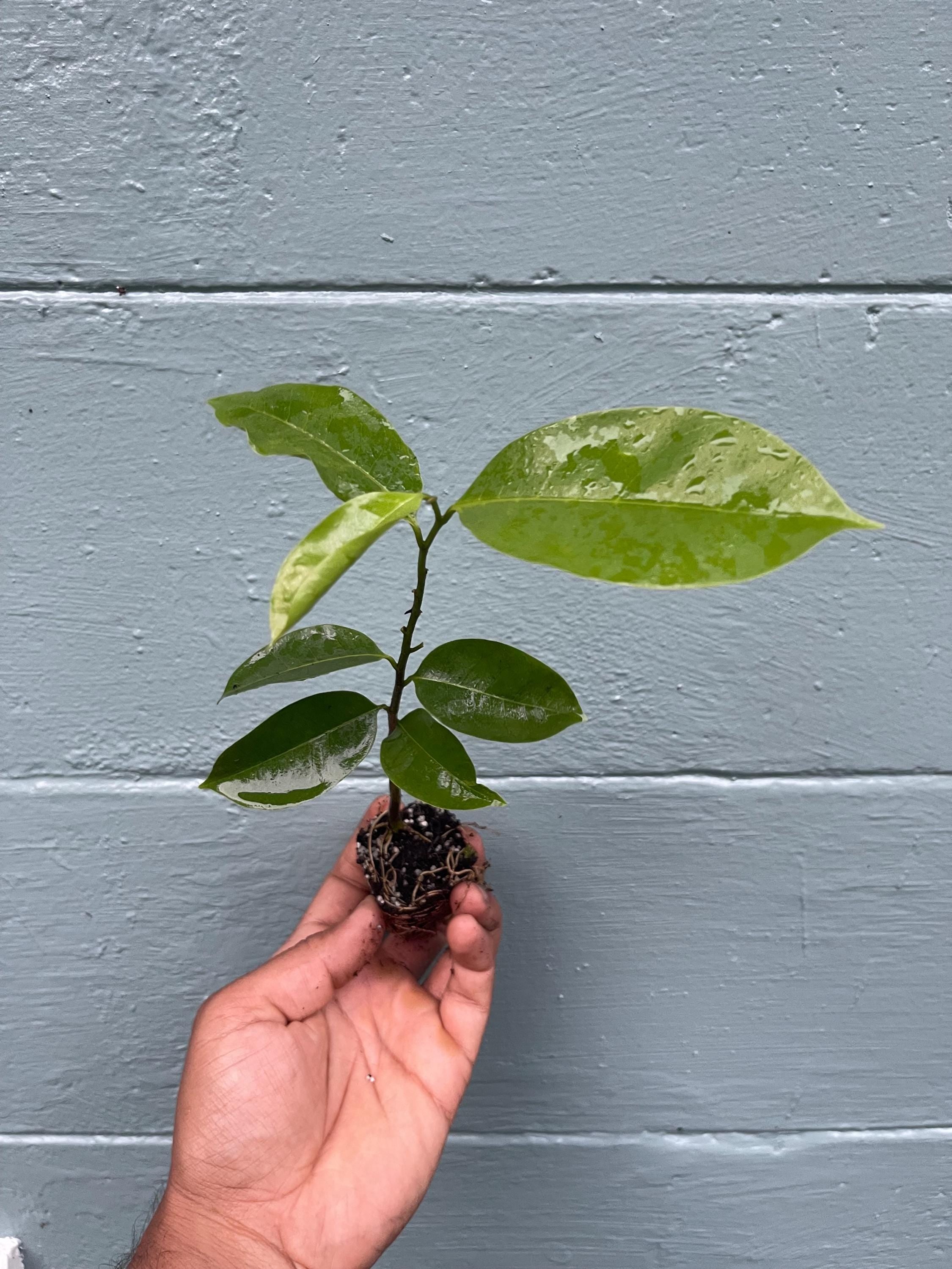 Soursop Live Plant – Annona Muricata Tropical Fruit Tree
