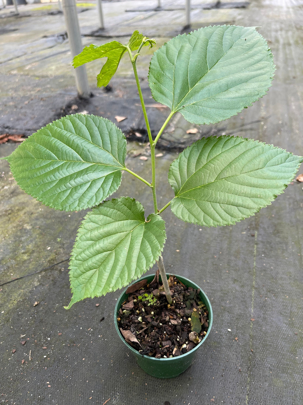 Pakistan Mulberry tree