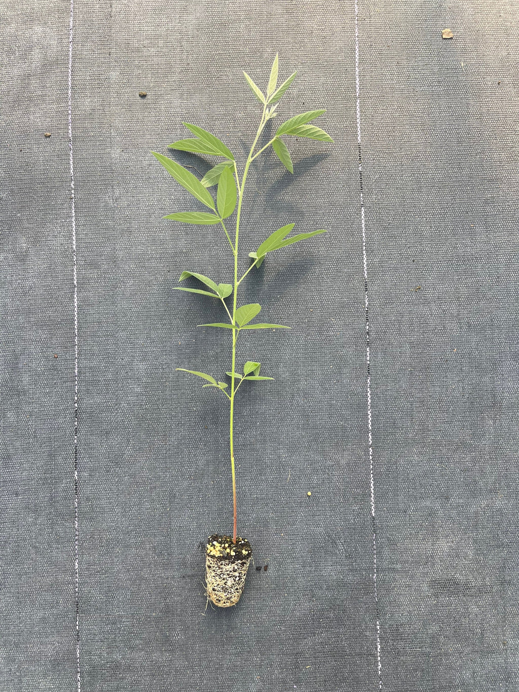 Pigeon peas live plant