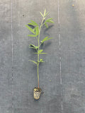 Pigeon peas live plant