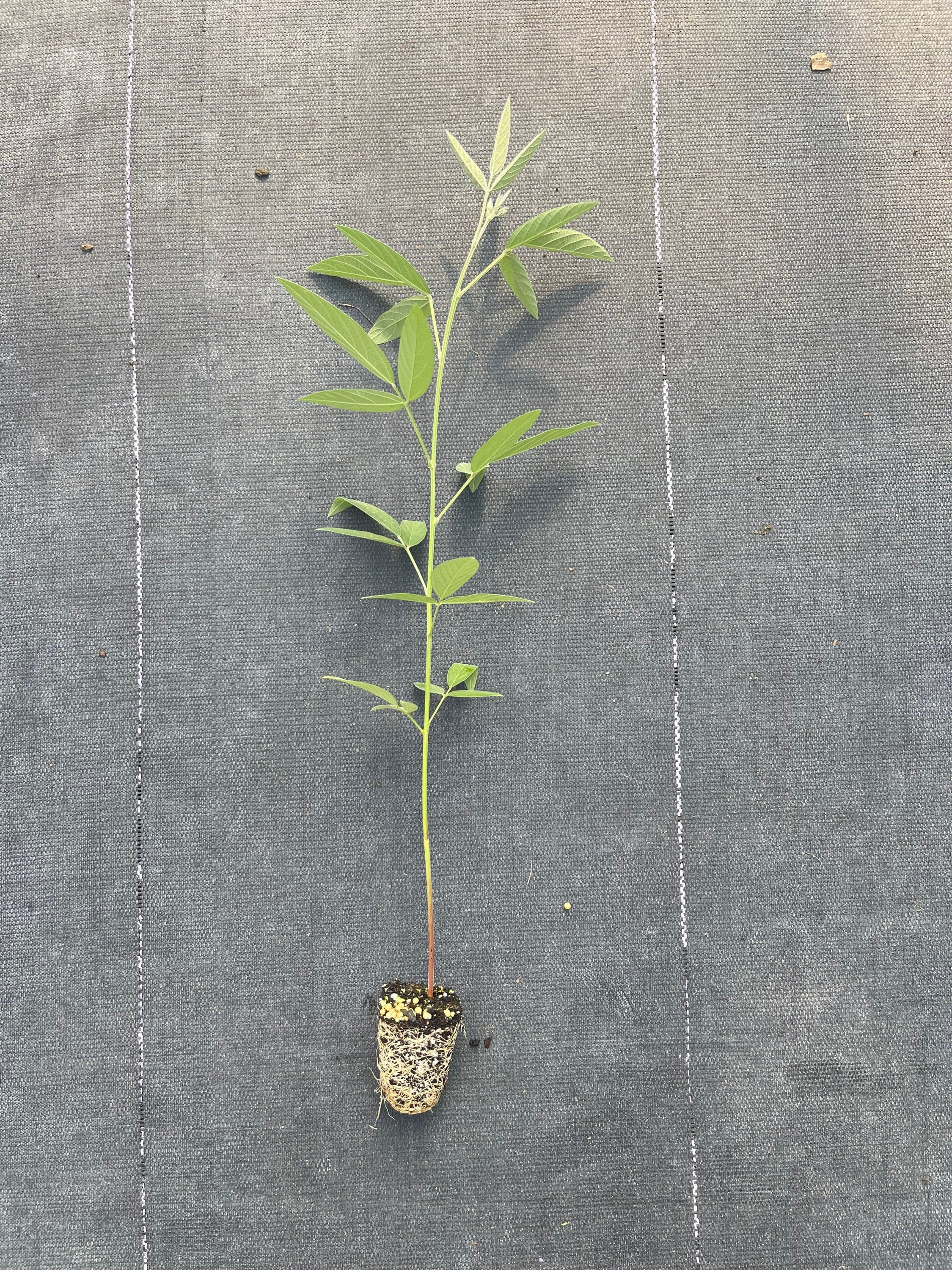 Pigeon peas live plant