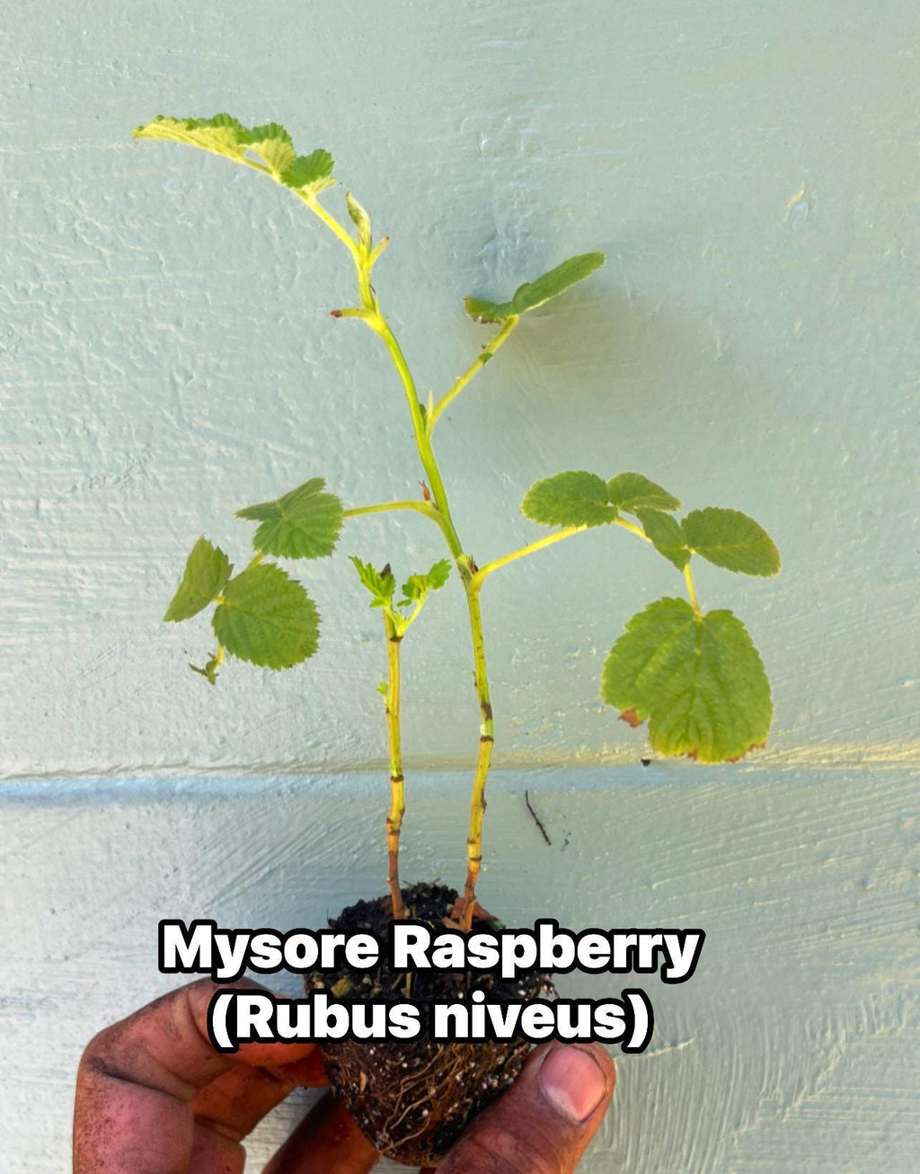 Mysore Raspberry Liners (Rubus niveus)