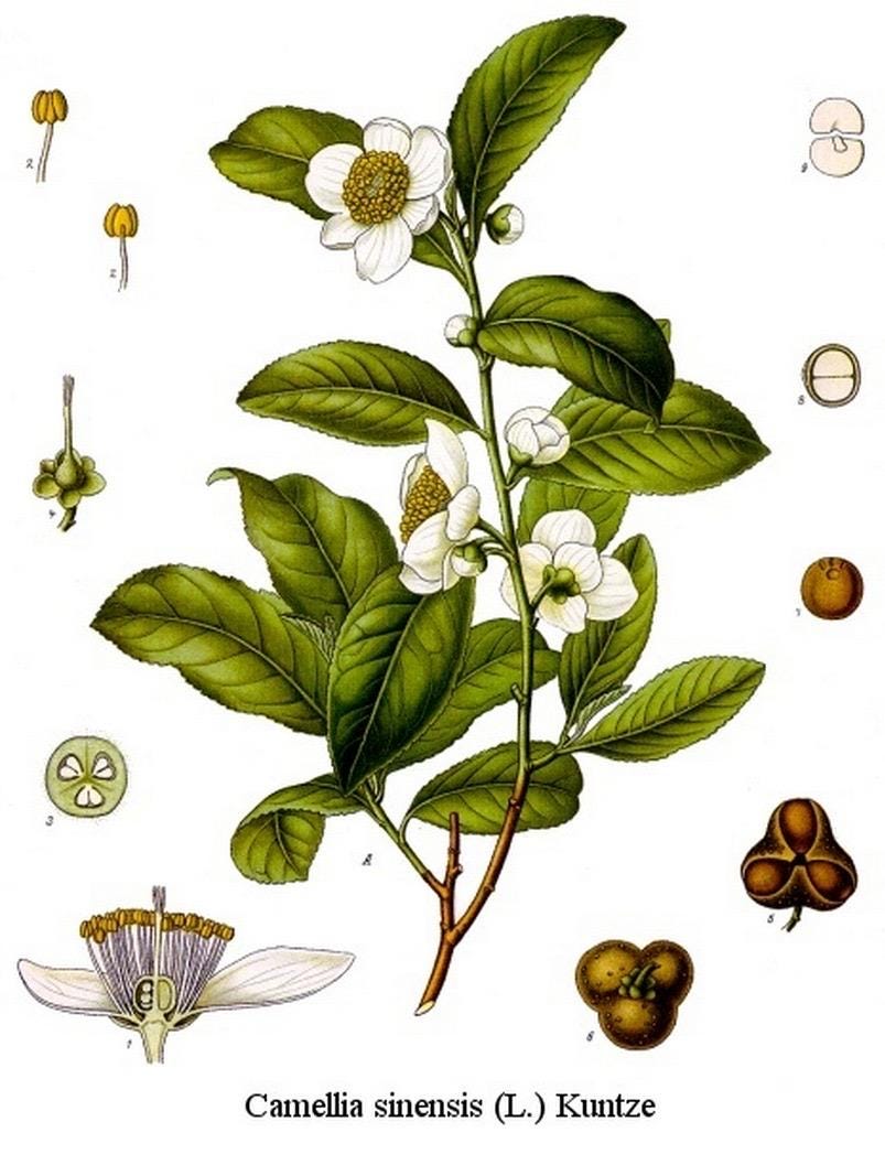 Camellia Sinensis Tea Plant: Live Herbal Tea Garden Gift