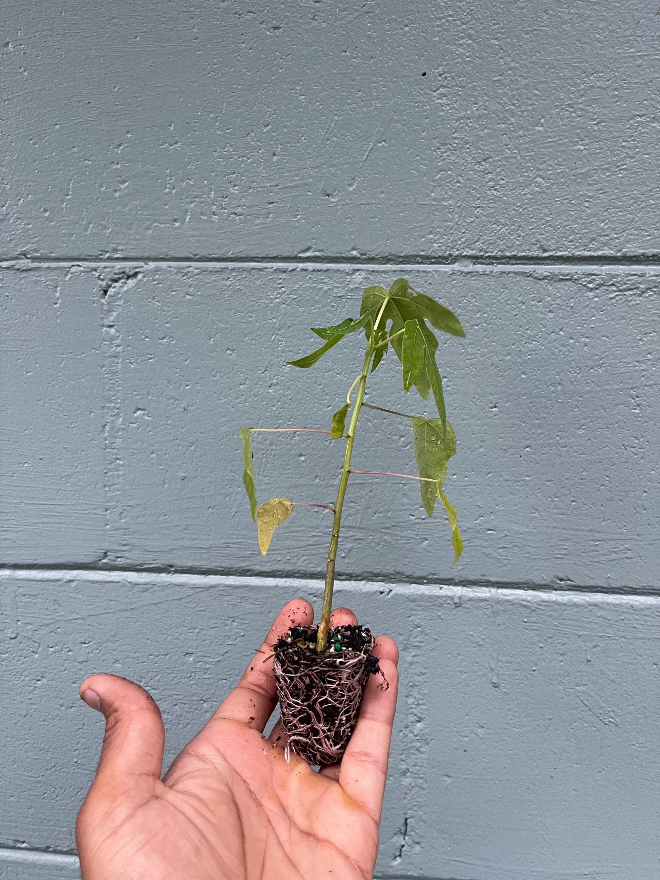 Dwarf papaya plants