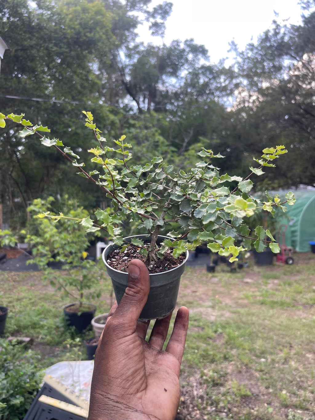Singapore Holly Bonsai Plant – Dwarf Tropical Shrub, Miniature Leaves, Ornamental Live Plant