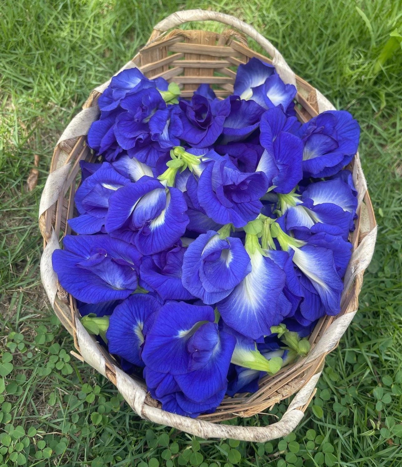 Organic Butterfly Pea Flower Tea: Natural Blue Herbal Tea