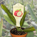 Red dragon fruit plants